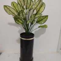 تعدادی گلدان سالم و سر حال
