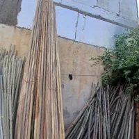 چوب صاف صنوبر (چنار)