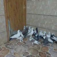 کبوتر تهرانی روزگاری