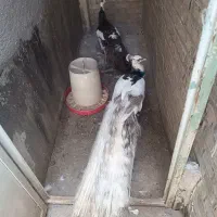 طاووس نر و ماده تخم گذار