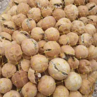 لیمو عمانی ترک خورده