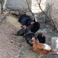 بوقلمون نر و ماده