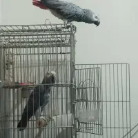 کاسکو دم قرمز نر وماده