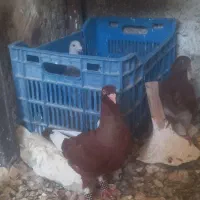 موشی طوق سفید وقره