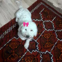سگ شیتز