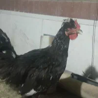 خروس سیاه جوان