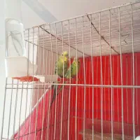 جفت مرغ عشق