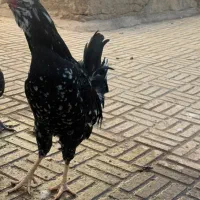 خروس گلین|حیوانات مزرعه|زرندیه, |دیوار