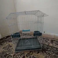 قفس عروس هلندی