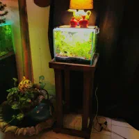 آکواریوم ریملکس تعویض با طوطی خورشیدی راهب گرینچیک