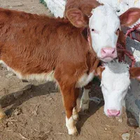 گوساله پرواری واسه فروش