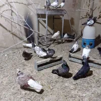 کبوتر آس پرشی پشت دری