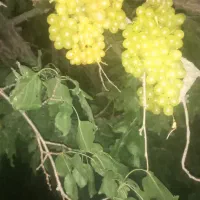 انگور