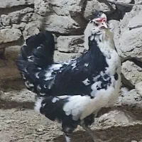 مرغ ونیمچه خروس گلین