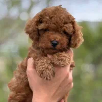 پودل و هر نوع دیگه