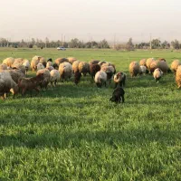 گله بان (چوپان)