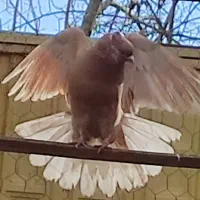 کفتر و کبوتر طالقان