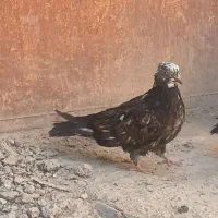 یک جفت پرشی