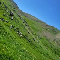 یونجه ‌و علف باغی