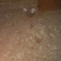 کبوتر گمشده