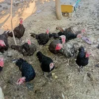 فروش‌بوقلمون‌محلی‌‌۴ماهه‌