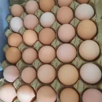 تخم مرغ بومی،مرغ خروس بومی،ارگانیک دان مرغ بومی|خوردنی و آشامیدنی|کرج, حصارک|دیوار