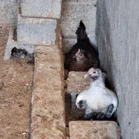 مرغ وخروس محلی