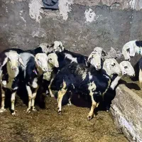 پلنگستان  ماشالله