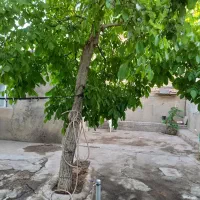 خانه ویلایی