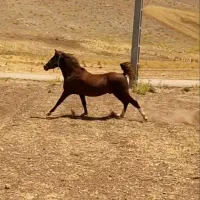 اسب کرد|اسب و تجهیزات اسب‌سواری|کرمانشاه, |دیوار