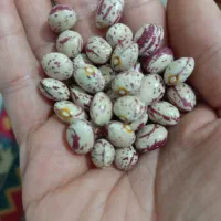 لوبیا چیتی