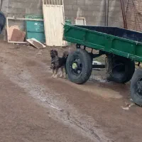 سگ نگهبانی
