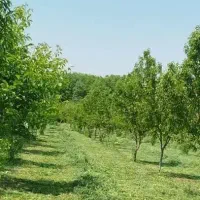 چیدن علف باغ