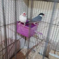 یک جفت فنچ نرگسی