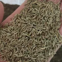 زیره سبز دیمی امسالی