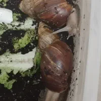 حلزون تخم گذار