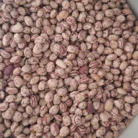 لوبیا چیتی