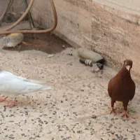 پرنده