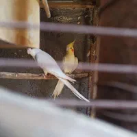 عروس هلندی رودان