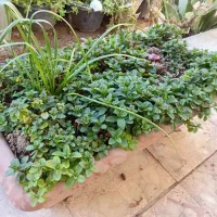 گلدان گل نعنا برای اپارتمان