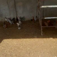 مرغ خروس محلی
