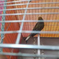 قناری نروماده