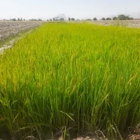 بذر دستی چلتوک