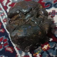 فسیل قارچ چندمیلیون ساله نایاب وتک|کلکسیون اشیاء عتیقه|شیراز, بازار|دیوار