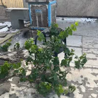 خانه دربست اتابک