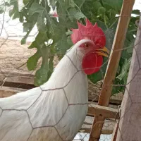 خروس سفید