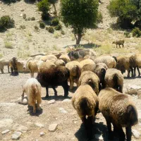 میش جوان