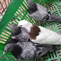 دوجفت جوجه ساده