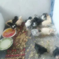 جوجه محلی اصل یک هفته  دونه 150