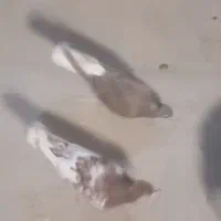 کبوتر پرشی خاترجم ۷عدد